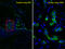 Surfactant Protein C antibody, LS-B10952, Lifespan Biosciences, Immunofluorescence image 