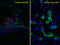 SP5 antibody, LS-B10952, Lifespan Biosciences, Immunofluorescence image 