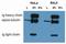 Tubulin antibody, NB500-333, Novus Biologicals, Immunoprecipitation image 