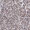 Protocadherin Alpha 3 antibody, PA5-57359, Invitrogen Antibodies, Immunohistochemistry paraffin image 