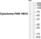 Cytochrome P450 Family 11 Subfamily B Member 1 antibody, abx015077, Abbexa, Western Blot image 