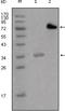 LIM Domain Containing Preferred Translocation Partner In Lipoma antibody, 32-187, ProSci, Western Blot image 