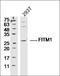 Fat Storage Inducing Transmembrane Protein 1 antibody, orb183695, Biorbyt, Western Blot image 