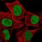 Phosphatidylcholine Transfer Protein antibody, HPA022979, Atlas Antibodies, Immunofluorescence image 