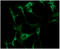 Adenylate Kinase 3 antibody, GTX57541, GeneTex, Immunofluorescence image 