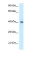 RNA Binding Motif Protein X-Linked antibody, orb331148, Biorbyt, Western Blot image 