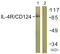 Interleukin 4 Receptor antibody, LS-C117963, Lifespan Biosciences, Western Blot image 