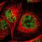 KIAA2001 antibody, NBP1-93561, Novus Biologicals, Immunofluorescence image 