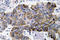 C-C Motif Chemokine Ligand 5 antibody, LS-C199985, Lifespan Biosciences, Immunohistochemistry paraffin image 