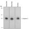 Complexin 2 antibody, PA5-48069, Invitrogen Antibodies, Western Blot image 