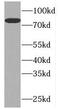 Polo Like Kinase 2 antibody, FNab06548, FineTest, Western Blot image 
