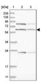 Aprataxin And PNKP Like Factor antibody, PA5-57002, Invitrogen Antibodies, Western Blot image 