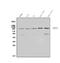 Transient Receptor Potential Cation Channel Subfamily V Member 4 antibody, A00565-2, Boster Biological Technology, Western Blot image 