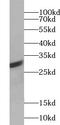 Activator Of Basal Transcription 1 antibody, FNab00056, FineTest, Western Blot image 