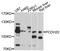 Protocadherin 20 antibody, STJ112460, St John