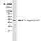 His tag antibody, NB100-63172, Novus Biologicals, Western Blot image 