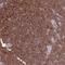 Olfactomedin Like 2B antibody, NBP2-13689, Novus Biologicals, Immunohistochemistry paraffin image 