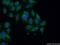 Calpain 11 antibody, 13675-1-AP, Proteintech Group, Immunofluorescence image 