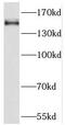 Misshapen Like Kinase 1 antibody, FNab05191, FineTest, Western Blot image 