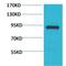 Signal Transducer And Activator Of Transcription 4 antibody, LS-C387857, Lifespan Biosciences, Western Blot image 