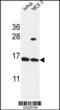 Sprr1 antibody, 64-004, ProSci, Western Blot image 