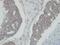 N-myc-interactor antibody, GTX102866, GeneTex, Immunohistochemistry paraffin image 