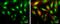 Cyclin D1 antibody, NBP2-16054, Novus Biologicals, Immunofluorescence image 