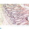 Tubulin Gamma 1 antibody, LS-C813698, Lifespan Biosciences, Immunohistochemistry frozen image 