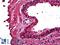 Endoplasmic Reticulum To Nucleus Signaling 1 antibody, LS-B5404, Lifespan Biosciences, Immunohistochemistry frozen image 