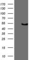 Potassium Channel Tetramerization Domain Containing 9 antibody, MA5-26902, Invitrogen Antibodies, Western Blot image 