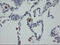 Mitochondrial Ribosomal Protein S27 antibody, M12929, Boster Biological Technology, Immunohistochemistry paraffin image 