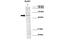 Gap Junction Protein Alpha 1 antibody, 28-525, ProSci, Western Blot image 