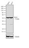 Paired Box 3 antibody, 710178, Invitrogen Antibodies, Western Blot image 