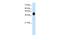 Distal-Less Homeobox 5 antibody, PA5-41492, Invitrogen Antibodies, Western Blot image 