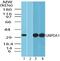 Glucosamine-6-Phosphate Deaminase 1 antibody, NBP2-24653, Novus Biologicals, Western Blot image 