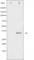 Syntaxin 1A antibody, abx011570, Abbexa, Western Blot image 