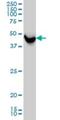 Serine Hydroxymethyltransferase 1 antibody, H00006470-M01, Novus Biologicals, Western Blot image 