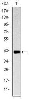 KLRD1 antibody, MA5-15817, Invitrogen Antibodies, Western Blot image 