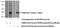 Ras Association Domain Family Member 4 antibody, 19118-1-AP, Proteintech Group, Western Blot image 