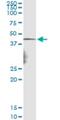 Necdin, MAGE Family Member antibody, H00004692-M05, Novus Biologicals, Immunoprecipitation image 