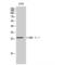 CCAAT Enhancer Binding Protein Delta antibody, LS-C382338, Lifespan Biosciences, Western Blot image 