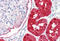 Dopa Decarboxylase antibody, MBS243119, MyBioSource, Immunohistochemistry frozen image 