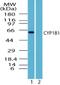 Cytochrome P450 Family 1 Subfamily B Member 1 antibody, NBP2-24722, Novus Biologicals, Western Blot image 