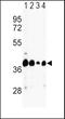 Glutamic-Oxaloacetic Transaminase 2 antibody, PA5-35374, Invitrogen Antibodies, Western Blot image 