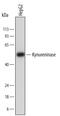 Kynureninase antibody, PA5-48062, Invitrogen Antibodies, Western Blot image 