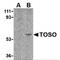 Fc Fragment Of IgM Receptor antibody, MBS150186, MyBioSource, Western Blot image 