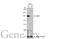 Sirtuin 1 antibody, GTX134606, GeneTex, Western Blot image 
