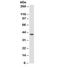 Leukocyte Associated Immunoglobulin Like Receptor 2 antibody, orb315798, Biorbyt, Western Blot image 