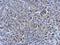Adenylate Kinase 4 antibody, GTX107482, GeneTex, Immunohistochemistry paraffin image 