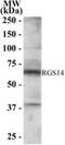 Regulator Of G Protein Signaling 14 antibody, NB100-1431, Novus Biologicals, Western Blot image 